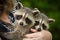 Two young raccoon kits