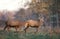 Two young Red deer challenging each other for a fight