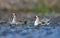 Two young Red-necked phalaropes swim in very heavy rain storm with big splashes