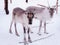 Two young reindeers with small horns winter farm in Rovaniemi, Lapland, Northern Finland