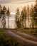 Two young reindeers walking on a forest road, other one turning around to look back