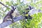 Two young ring-tailed lemurs. Madagascar