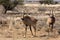 Two young roan antelope