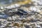 Two young Sandpiper while mating