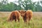 Two young Scottish Highlanders