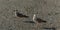 Two young seagulls Larus marinus walk along the shore of small gray pebbles at sunset