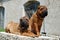 Two young sharpei brother