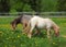 Two young Shetland ponies in paddock