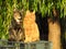 Two young sister cats  posing outside in the morning sun.