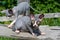 Two young Sphynx cats of color black and white playing near cattery outdoors on summer sunny day