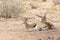 Two young Springbok Antidorcas marsupialis resting in the shade, Kgalagadi Transfrontier Park, Kalahari, South Africa