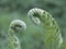 Two young sprouts of shuttlecock fern in a dialogue