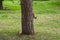 Two young squirrels are playing on a tree in a city park. Ordinary Squirrel lat.Sciurus vulgaris is the genus of rodents of the