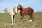 Two young stallions playing together