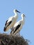 Two Young Storks in Nest