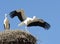 Two Young Storks Scenery