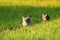 Two young striped cats are running after each other on green grass in spring bright meadow