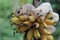 Two young sugar gliders are eating ripe bananas on the tree.