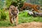 Two Young Sumatran Tigers Running and Playing