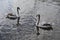 Two young swans on lake