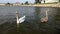 Two young swans on a lake in slow motion