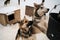Two young teenage Alaskan Husky puppies are looking at bucket of food and waiting for their portion of meat. Sled dog kennel in
