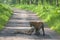 Two Young tigers  at Tadoba Tiger reserve Maharashtra,India