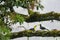 Two young toucans sitting on a horizontal branch