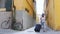 Two young traveling happy women walking with a luggage on the background of yellow walls