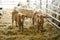 Two young twin calves in a stall