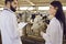 Two young veterinarians talking on the background of cows in the barn of a dairy farm.