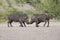 Two young warthogs fight at small pond in a road