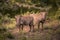 Two young warthogs stand in a clearing in Umkhuze Game Reserve