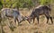 Two young Waterbucks (Kobus Ellipsiprymnus) fighting. Kruger National Park,