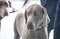 Two young Weimaraner dogs