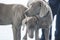 Two young Weimaraner dogs