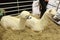 Two young white alpacas in an indoor pen