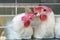 Two young white cocks on a poultry farm. Chicken broilers.