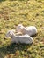 Two young white lambs cuddling and laying next to each other on a grassy field