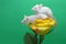 Two young white mice are playing on a flower.