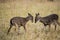 Two young White Tailed Deer Bucks learning to fight.