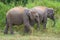 Two young wild Ceylon elephants close-up