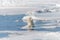 Two young wild polar bear cubs playing on pack ice in Arctic sea, north of Svalbard