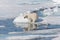 Two young wild polar bear cubs playing on pack ice in Arctic sea, north of Svalbard