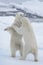 Two young wild polar bears playing on pack ice