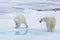 Two young wild polar bears playing on pack ice