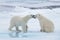 Two young wild polar bears playing on pack ice