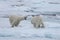 Two young wild polar bears playing on pack ice