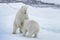 Two young wild polar bears playing on pack ice