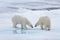 Two young wild polar bears playing on pack ice